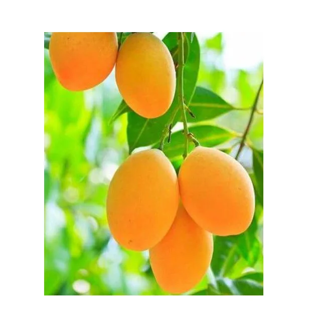 
Sweet And Delicious Premium Quality Pakistani Mango Export In Bulk 