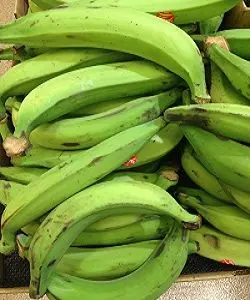 
Plantains Green Plantain Banana/Fresh Green Plantains for sale 