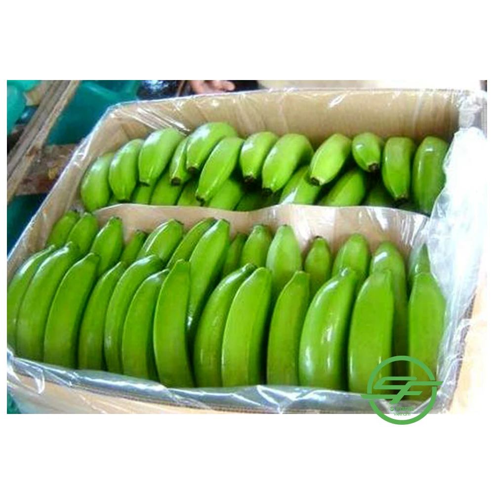 Fresh Long Green Cavendish Banana Exporters In Vietnam (Whatsapp/zalo/wechat: +84 912 964 858)