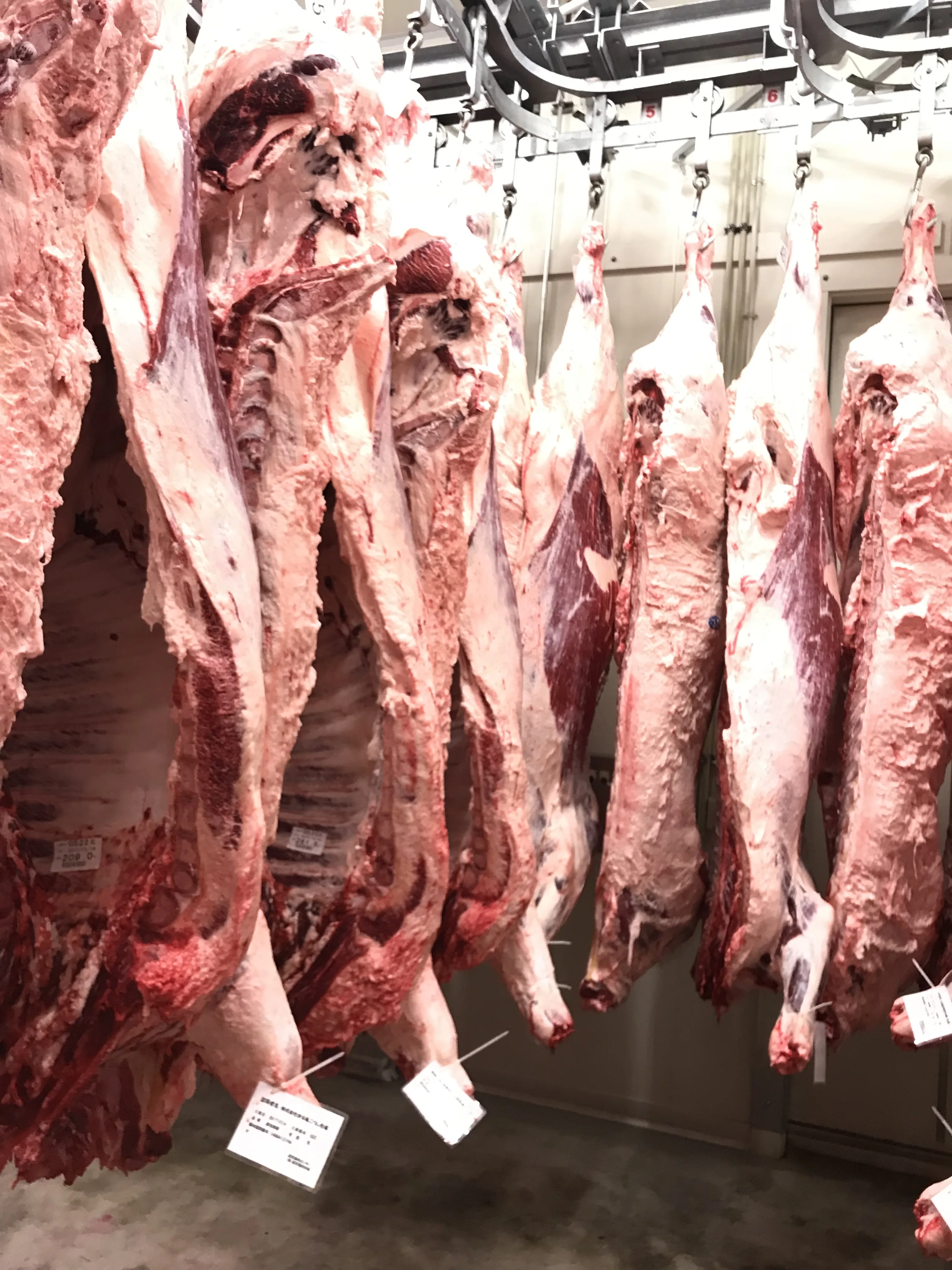 Замороженный вагюй полный набор HACCP мясо говядина Ribeye рулон патрон полоса