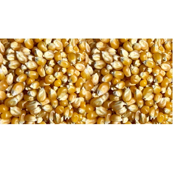 Оптовая продажа свежая кукуруза для попкорна органический