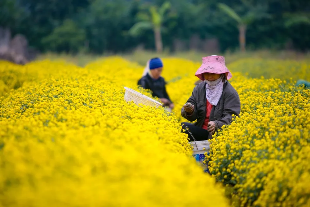 Dried herbs vietnam Chrysanthemum flowers tea with natural - Ms. Elaine +84 375 431 541