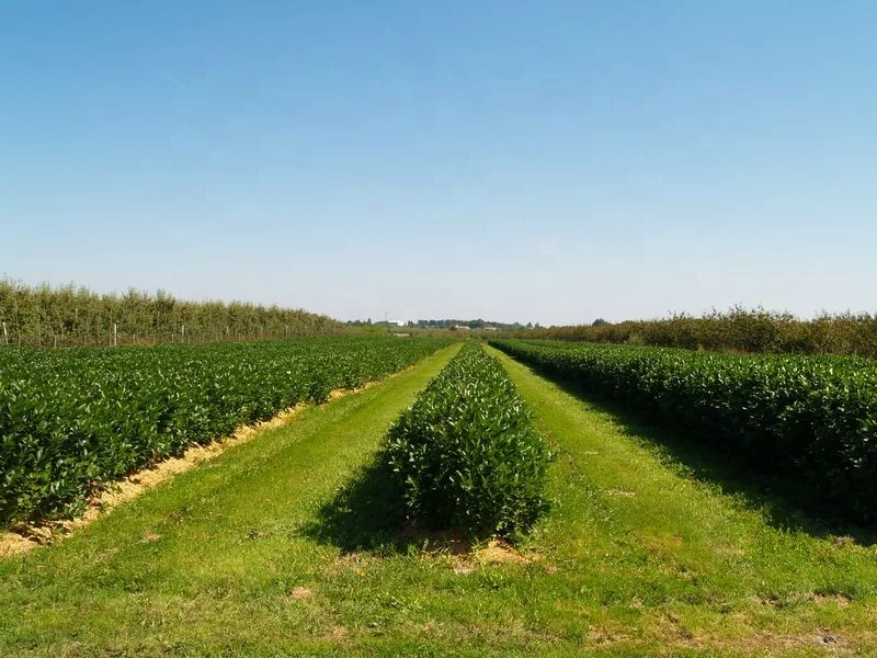 Freeze Dried Aronia Powder 100g