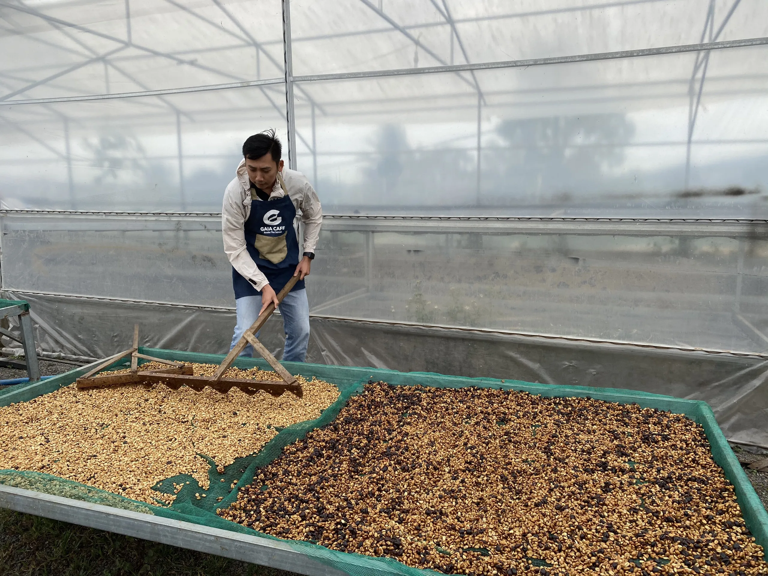 Arabica Green Coffee Beans High Quality Catimor Arabica Green Coffee Beans Fully-Washed Processing S16/18  from Vietnam