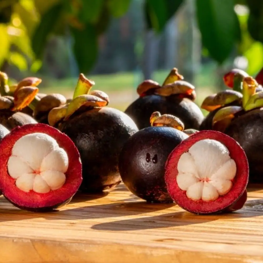 
AD Fresh Mangosteen frozen freeze dried paste Snack fruits Product of thailand by Zain Brand 