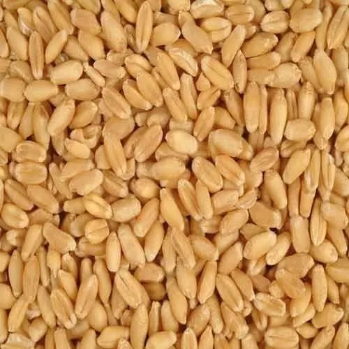 Whole Wheat For Processing Wheat Grains for Multi Purpose Available at Best Wholesale Rate