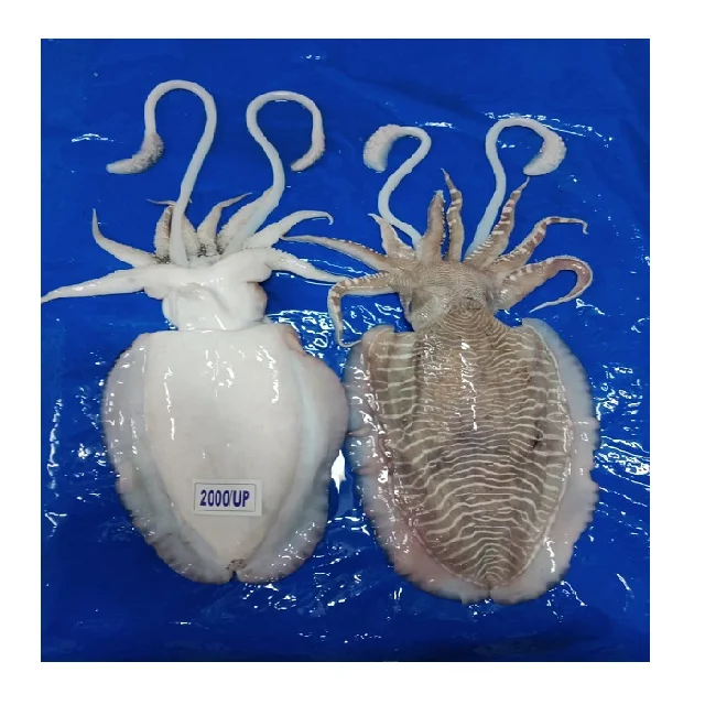 Top quality frozen Cuttlefish whole block frozen from India  frozen whole round cuttlefish