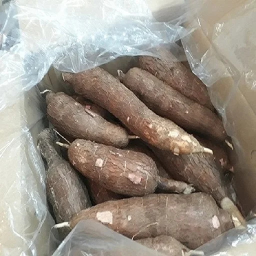 FFresh Cassava root - cassava - best price