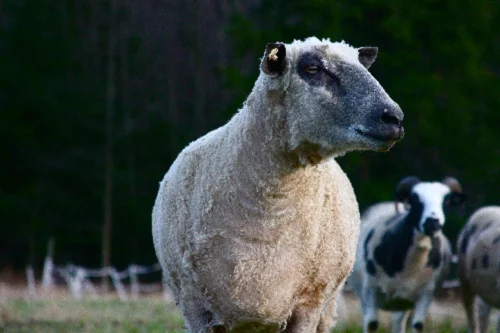 Wensleydale sheep,cow,camel,sheep,goat,ox,bull