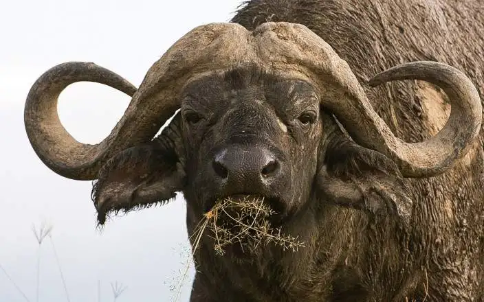 4 DAYS MAGNIFICENT LAKE NAKURU MASAI MARA SAFARI