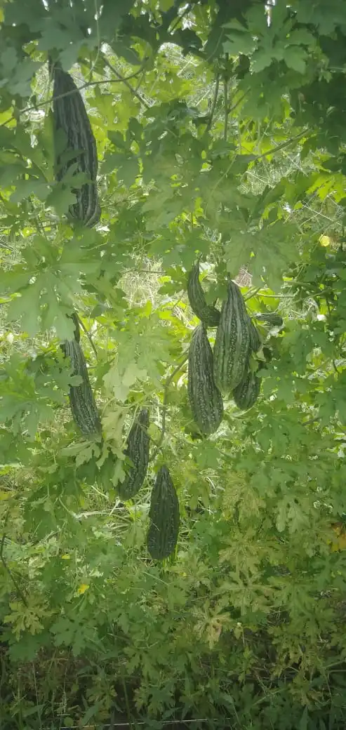 
Supply High Quality Bitter Melon Seeds/Bitter Gourd Seeds For Cultivation Ready to Ship 