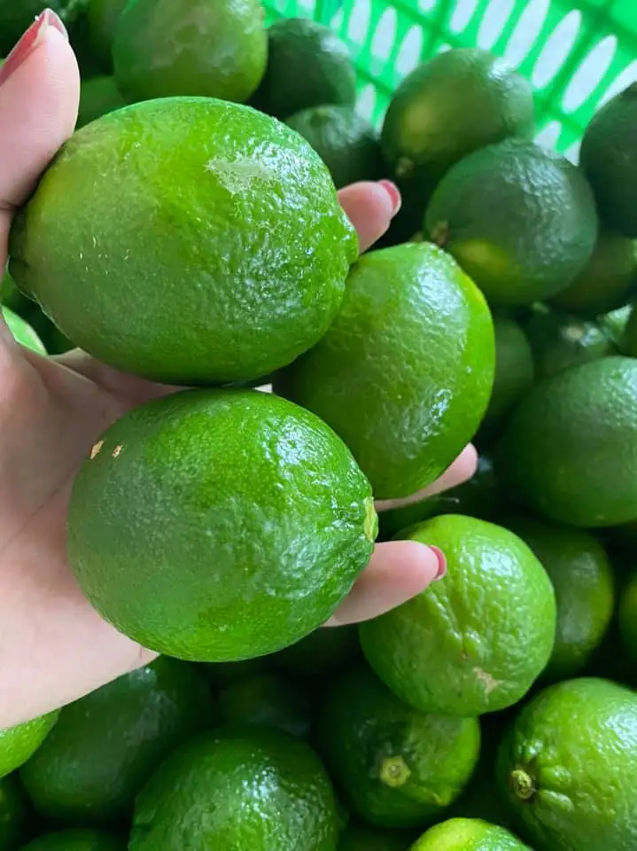 Свежие Цитрусовые фрукты OEM стиль экспортер качество конкурентоспособная цена индивидуальная поддержка вкус IQF процесс замороженный Лайм пюре из