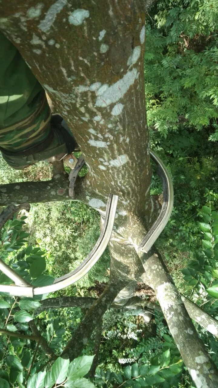 Высококачественное эфирное масло бензоина Сиам смолы/Стиракс бензоин лучший материал для ароматизаторов Ms. Люси + 84 929 397 651