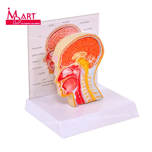 
Medical science human cutaway sinus model with nasal passage and description 