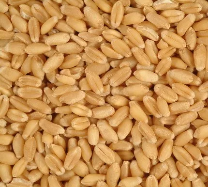 We Sell 100% Pure High Quality Wheat, At Low Price...