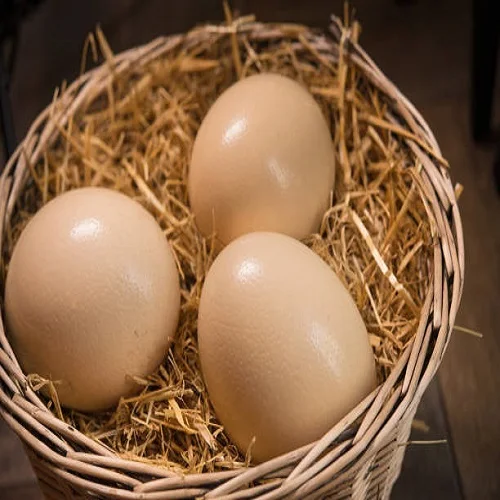 Ostrich Chicks Hatching Eggs for