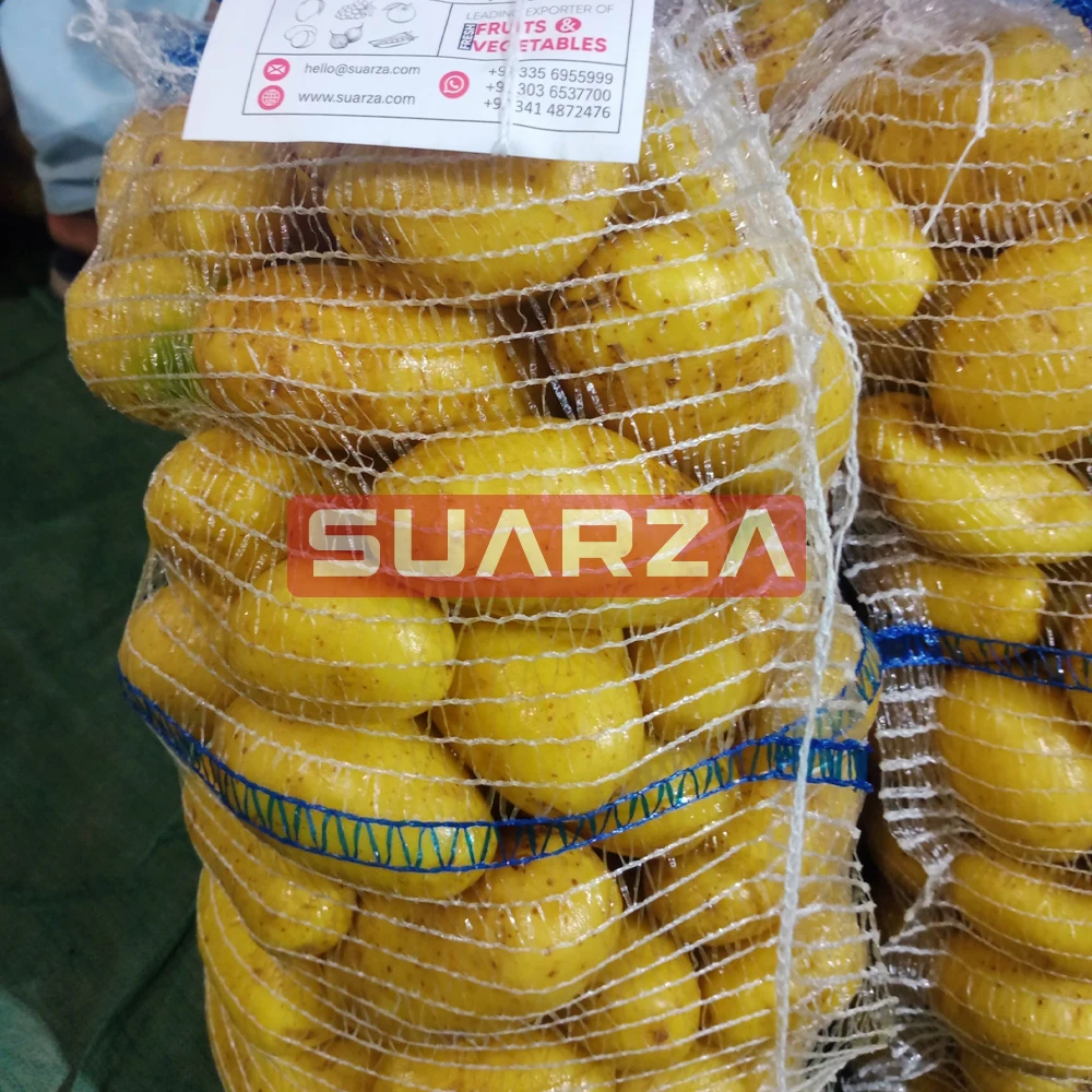 New fresh potato seeds for wholesale