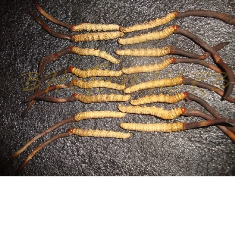 Dong Chong Xia Ca Cordyceps sinensis mushroom Caterpillar fungus 2000 pcs 5 cm long cheap