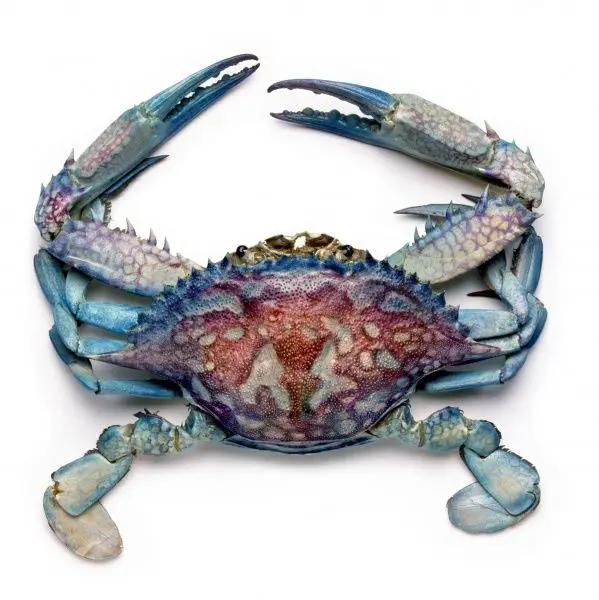 Live Red King Crabs, Soft Shell Crabs, Blue Crabs wholesale price