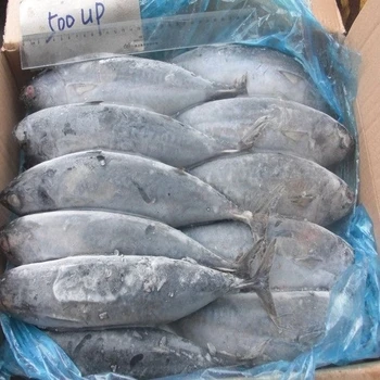 Frozen Bonito Tuna