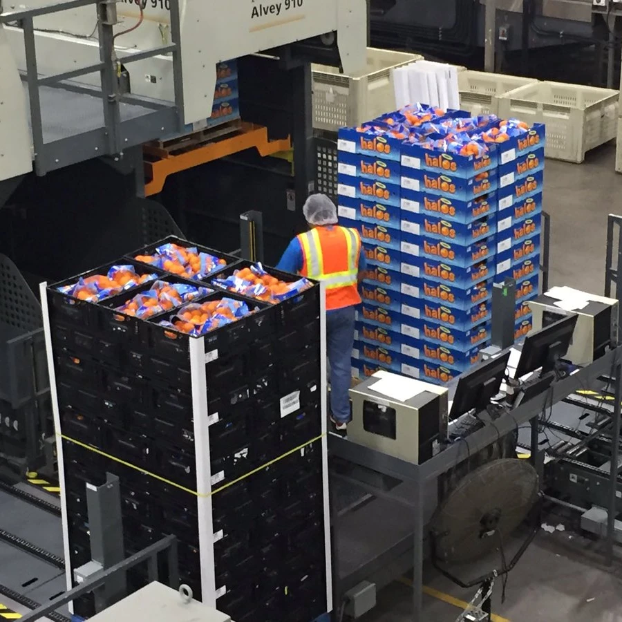 Мандарин, свежие фрукты Южной Америки, органические экспортеры и импортеры оранжевого цвета