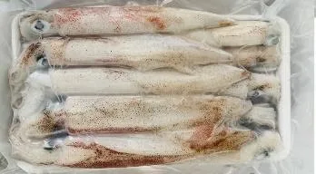 Высококачественный замороженный кальмар из