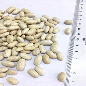  WHITE KIDNEY BEANS /RED BEANS/ LIGHT