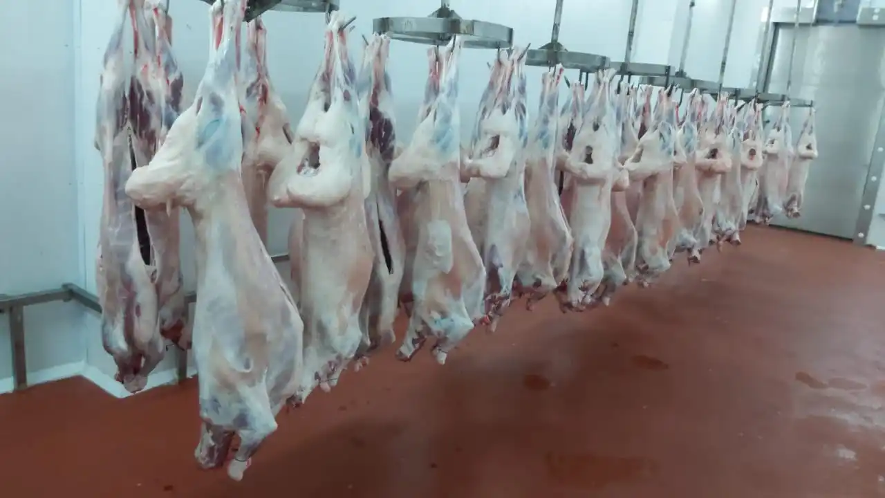 
The great taste Halal Lamb meat from Kazakhland Fresh/chilled 