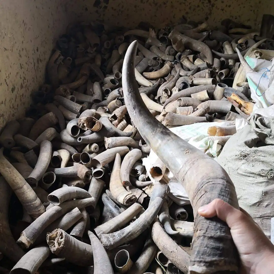  Буйвол/Окс/корова необработанный гудок для украшения производства Индии в; 34648 полированный Винтажный органический материал животных Rw00008