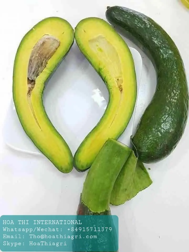 Fuerte Type Common Cultivation Type Vietnam Fresh Avocado For US, EU, ASIA, Market With Standard Quality And Competitive Price