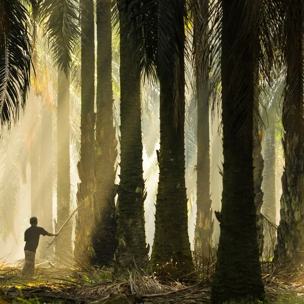 
High Quality - CPO - Crude Palm Oil 