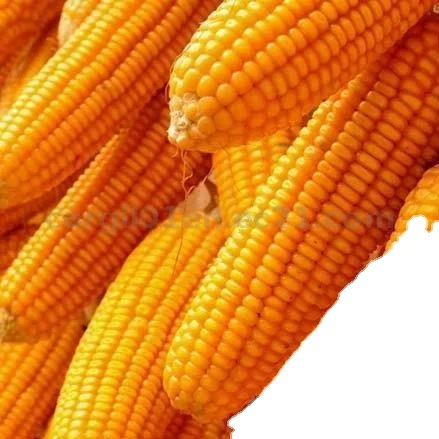 Натуральная сушеная Желтая Кукуруза с высоким содержанием белка для корма животных