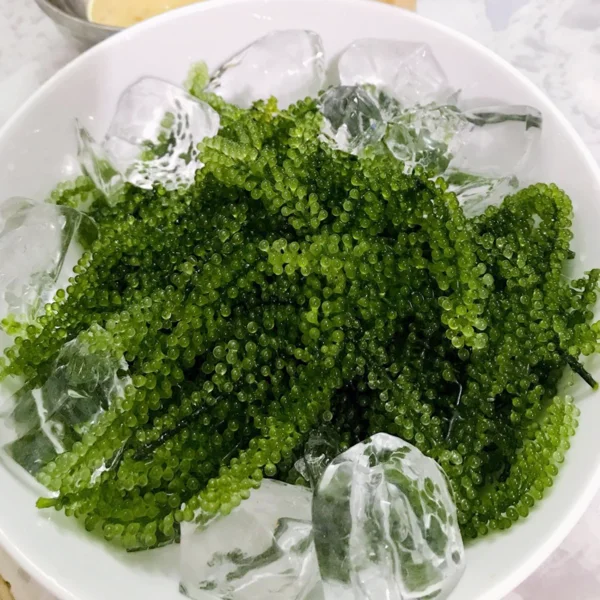 [Новинка] дегидратированный морской виноград/лато-водоросли/лучшее качество/Ms. Май + 84 904183651 года