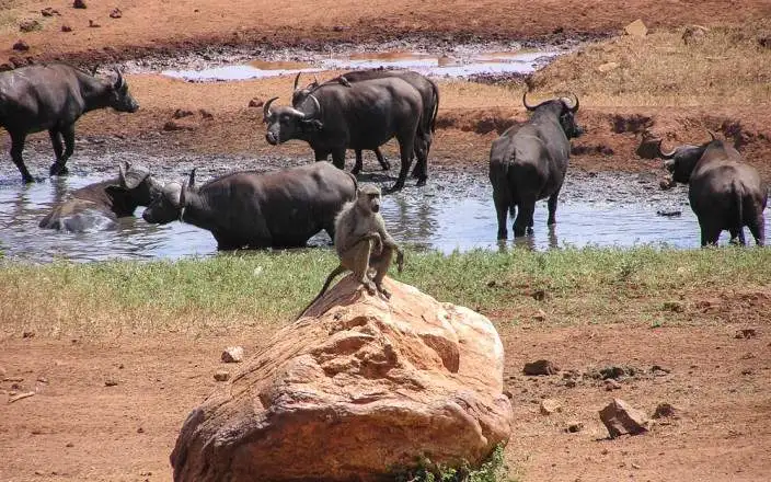 3 дня TSAVO Востоком и Западом класса люкс