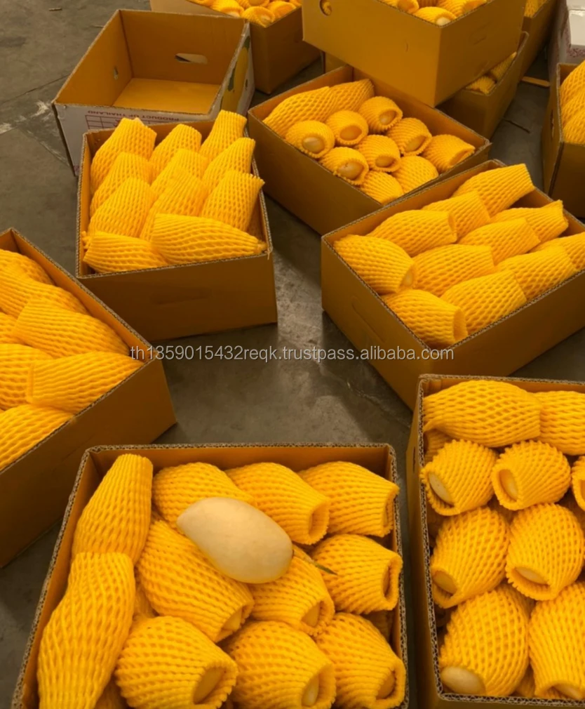 High Quality Premium Fresh MANGO from Manufacture and Exporter from Thailand