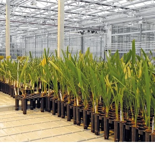 Natural Plant Tissue Culture Date Seedlings