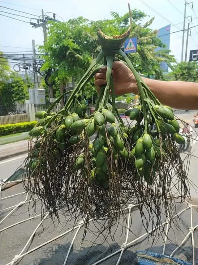 Полностью расправленные Сушеные Орехи/орехи арекса, сделанные во Вьетнаме // Jolene + 84 336089155