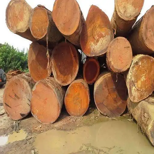Round Timber Logs 500mm-600mm