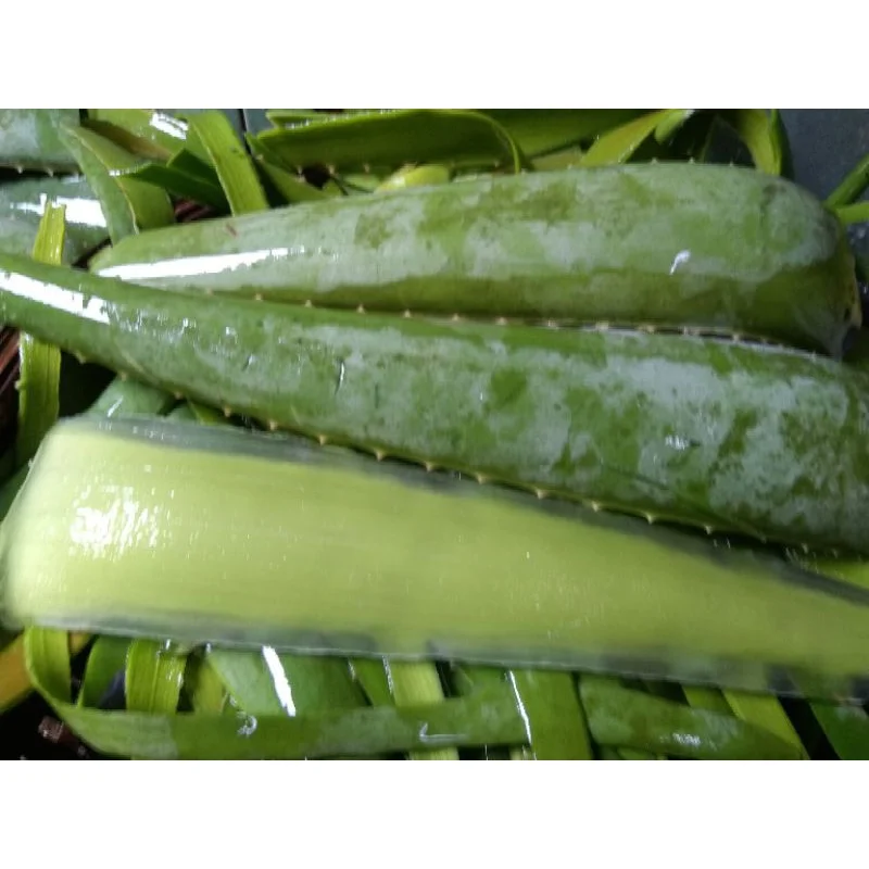 100% Natural Fresh Aloe Vera Leaves/Aloe Vera have amazing properties from Vietnam