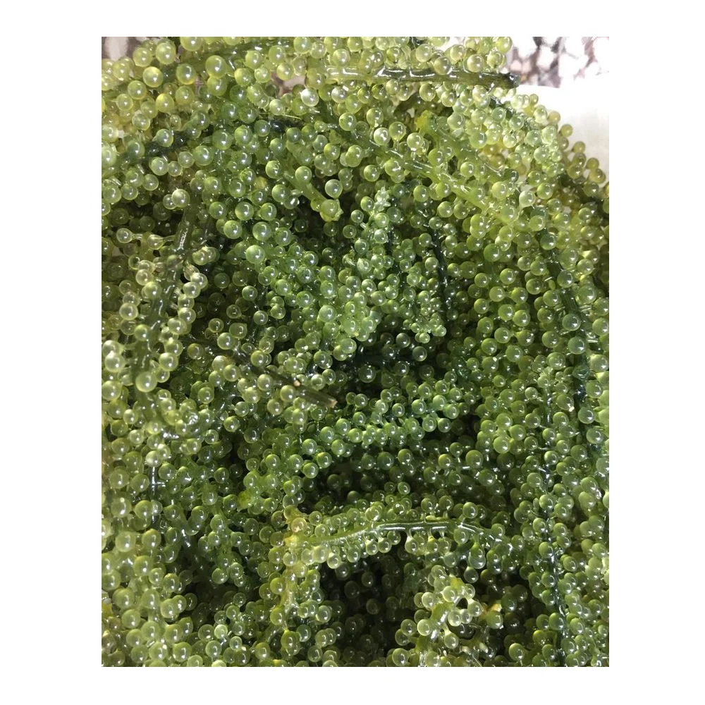 FRESH SEA GRAPE -SEAWEED_HIGH QUALITY - CHEAP PRICE +84905010988