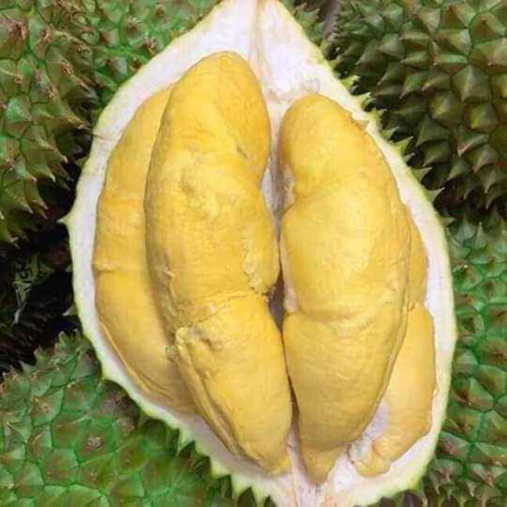 
Fresh Durian from VietNam, High quality and good price, carefully packaged (Ho Chi Minh Port) 