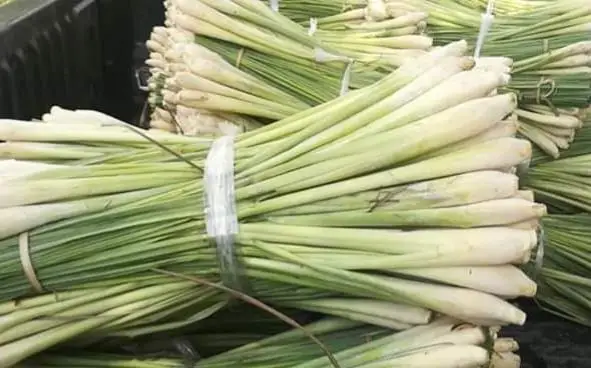 AYAME Thai Herb Lemon Grass Good Quality From Thailand