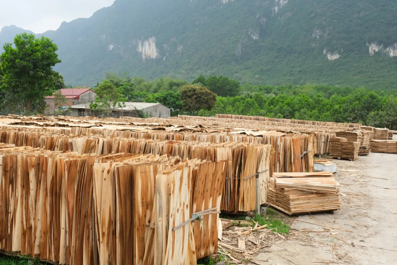 Vietnam high quality good price plywood veneer grade A, B, C with T/T L/C payment method