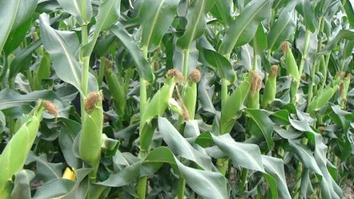 
Fresh Baby Corn/ Frozen IQF delicious Baby Corn best seller 