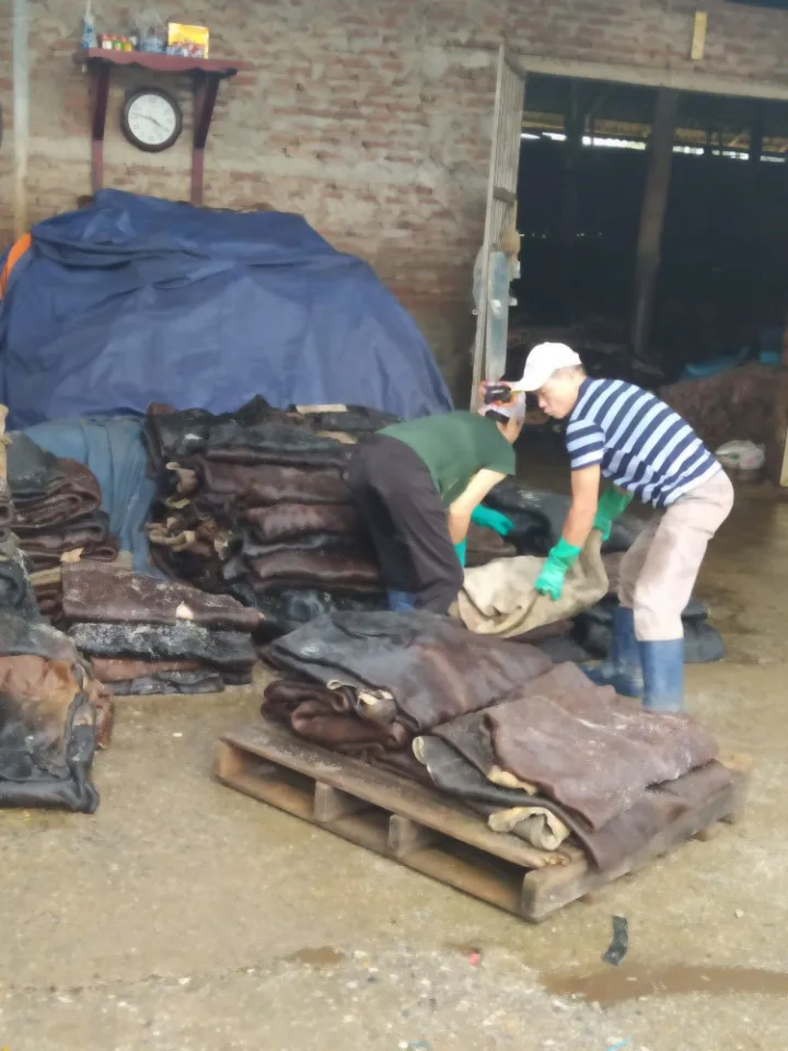 
Wet salted cowhide - buffalo skin sale 2021 