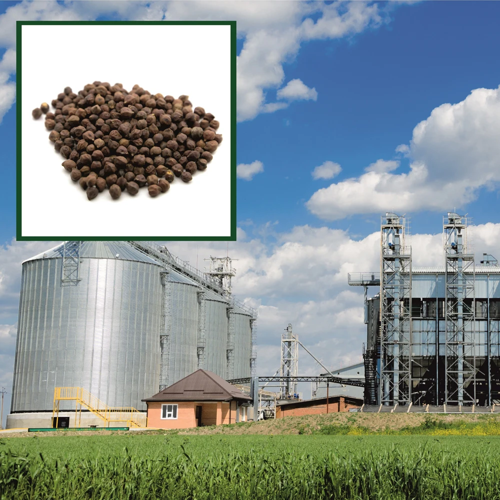 Quality red desi chickpeas  any quality requirements, wholesale prices