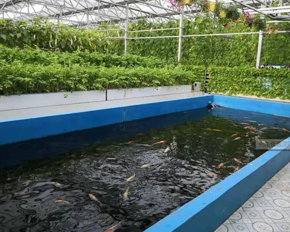 Fish Farming Aquaponic System Fish Greenhouse Shrimp Greenhouse