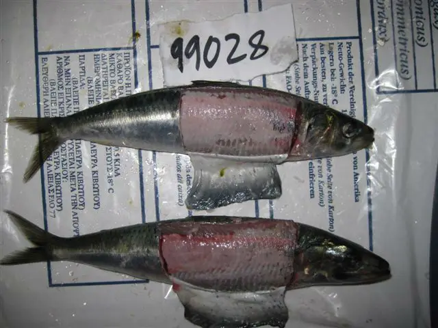 125g 50tins Cheap Price Canned Sardine Titus Fish in Vegetable Oil Body OEM Style Piece Packaging Pcs Weight Easy Sardines HGT