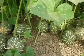 Natural pumpkin, factory price/ Jasmine +84 896679047