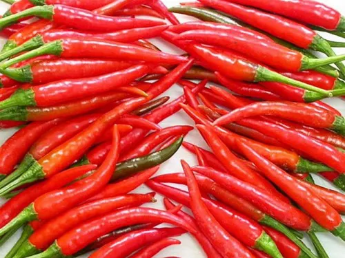 FROZEN FRESH CHILI - FROZEN CHILLI